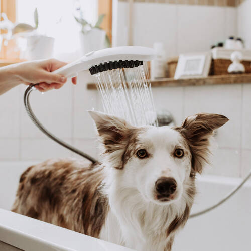 Hansgrohe Dogshower Köpekler için El Duşu 3 Akışlı- Mat Beyaz 26640700 - 3